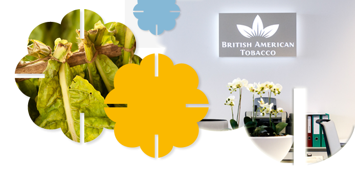 Вакансии British American Tobacco